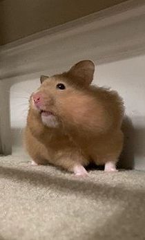 Honey the Hamster with her cheeks full