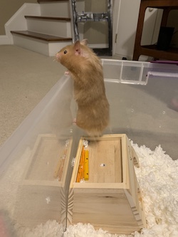 Honey the Hamster doing a pull-up on her cage bars